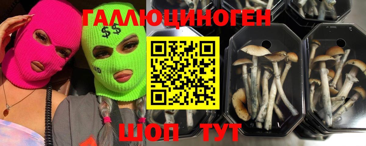 Чернушка  Псилоцибиновые грибы Psilocybe  Вход с VPN  Псилоцибиновые грибы ЛСД 