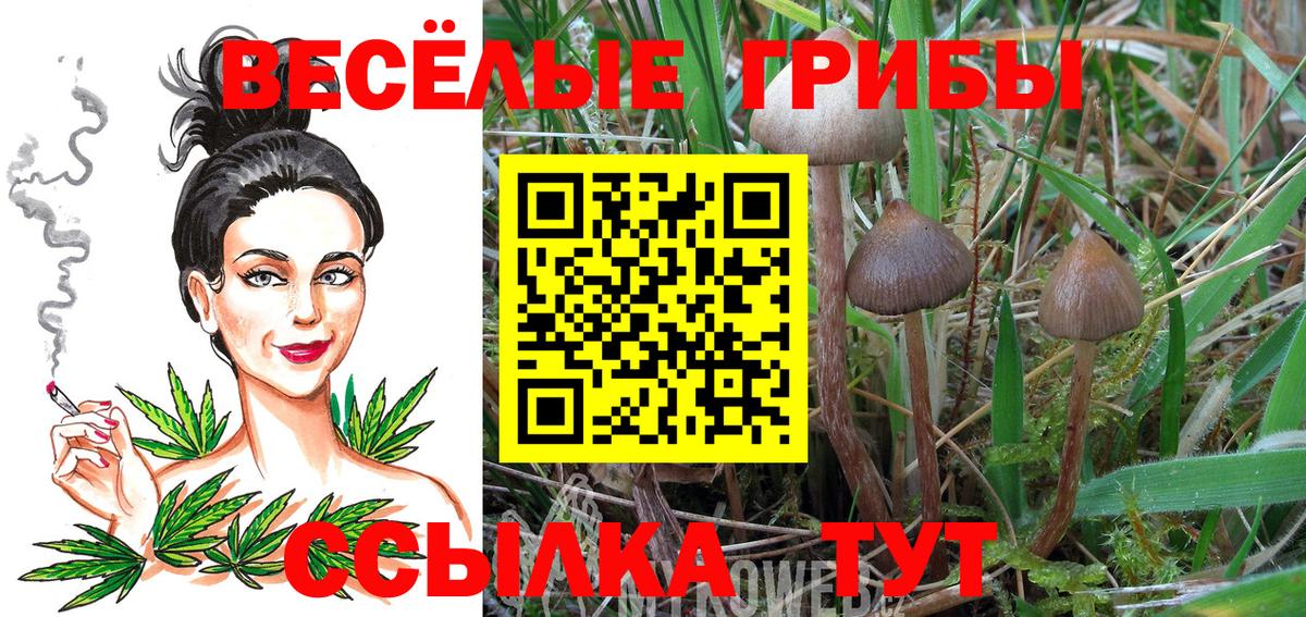 Псилоцибиновые грибы мицелий Чернушка